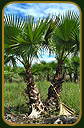 Washingtonia Filifera
