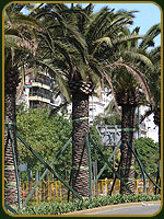 Avenida 9 de Julio - Argentina