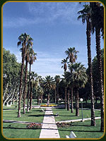 Paseo de las Palmeras - Provincia de San Juan - Argentina