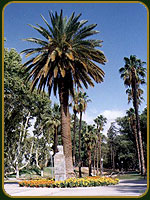 Rotonda Paseo de las Palmeras - Provincia de San Juan - Argentina