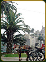 Viña del Mar- Carruaje - Chile