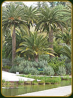 Islas Canarias - Decoracion en Parque - Espa&ntilde;a