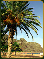 Playa en Tenerife - Espa&ntilde;a