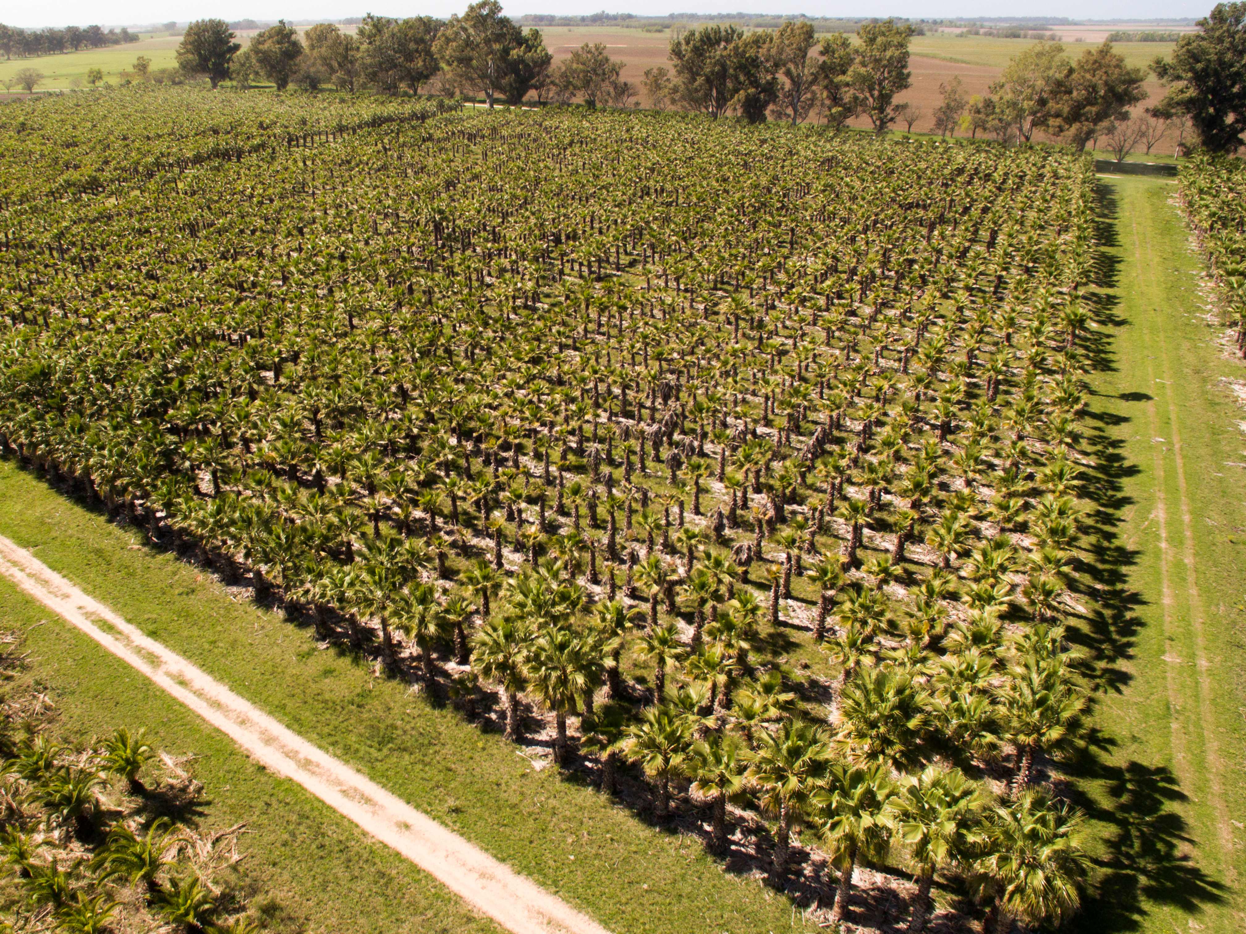 La Plantaci�n - Estancia el Paraiso