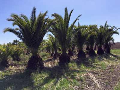 La Plantaci�n - Estancia el Paraiso
