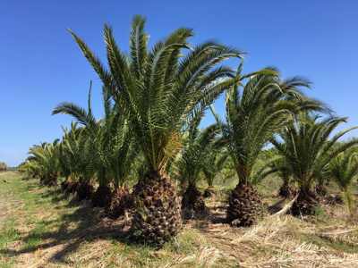 La Plantaci�n - Estancia el Paraiso