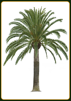 Phoenix Canariensis