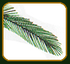 Hoja,Phoenix Canariensis