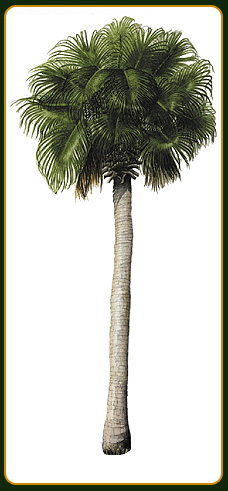 Sabal palmetto