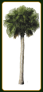 Sabal palmetto