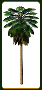 Washingtonia filifera