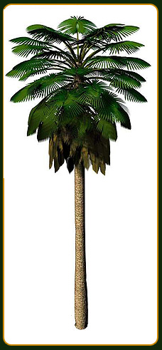 Washingtonia Filifera