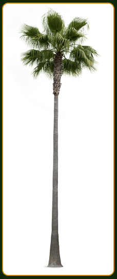 Washingtonia Robusta