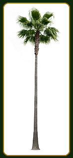 Washingtonia robusta