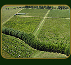 La Plantaci&oacute;n - Estancia el Paraiso